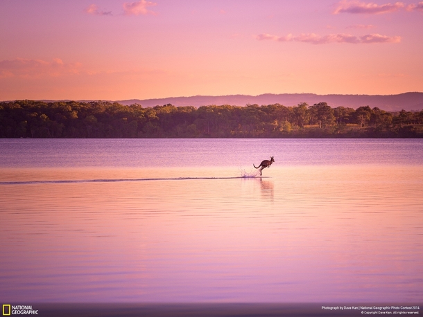 Kangaroo hopping across the water during sunset Queensland Australia by Dave Kan 
