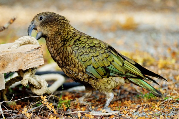 Kea one of most intelligent parrots It lives in New Zealand 