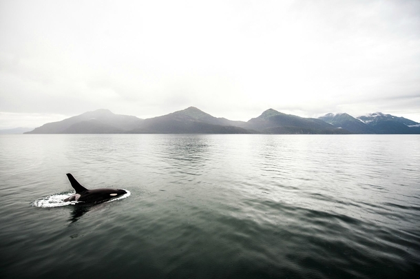 Killer whale off the coast of Valdez Alaska A light rain started to fall as I shot this 