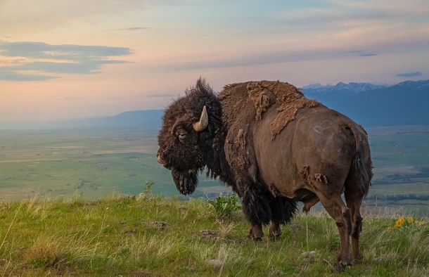 King of the Hill An American Bison on the National Bison Range Moiese Montana Mark Mesenko 