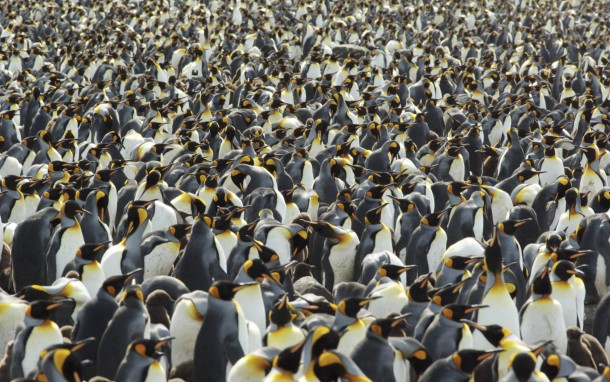 King penguins colony Aptenodytes patagonicus 