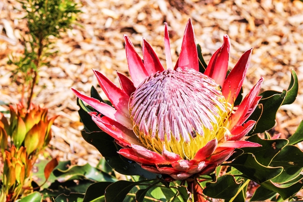 King Protea Protea cynaroides South Africa 