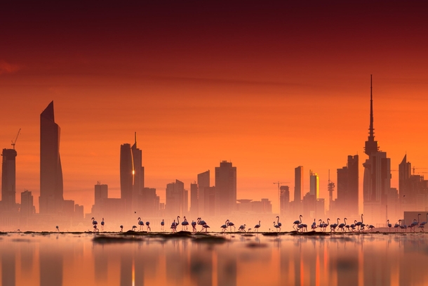 Kuwait Flamingos and Kuwait City at sunrise photographed by Mohammed ALSULTAN 