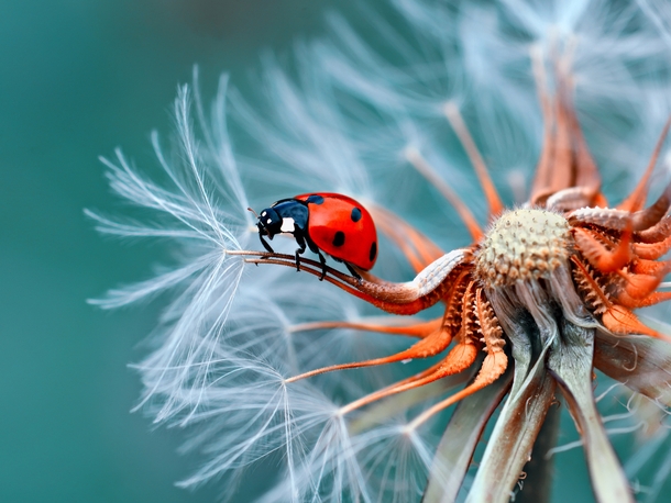 Ladybug On a Dandelion
