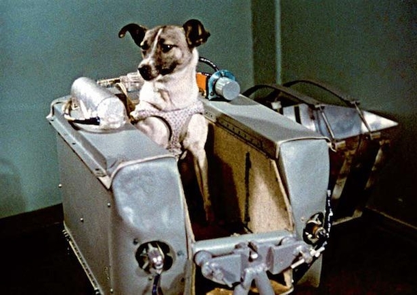 Laika a mixed-breed dog was the first living being in orbit She was launched on the Soviet Unions Sputnik  mission in November 