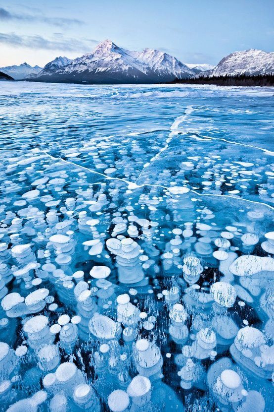 Lake Abraham Alberta These bubbles are a rare phenomenon where gas released from the lake bed is trapped in the frozen waters 