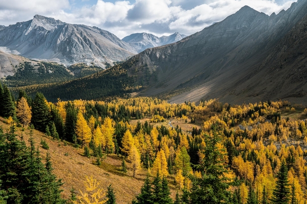 Larches changing their colours in the Canadian Rockies  IG zekernaut