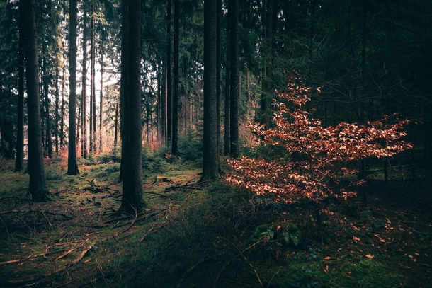 Last fall in the woods of German Odenwald Siedelsbrunn 