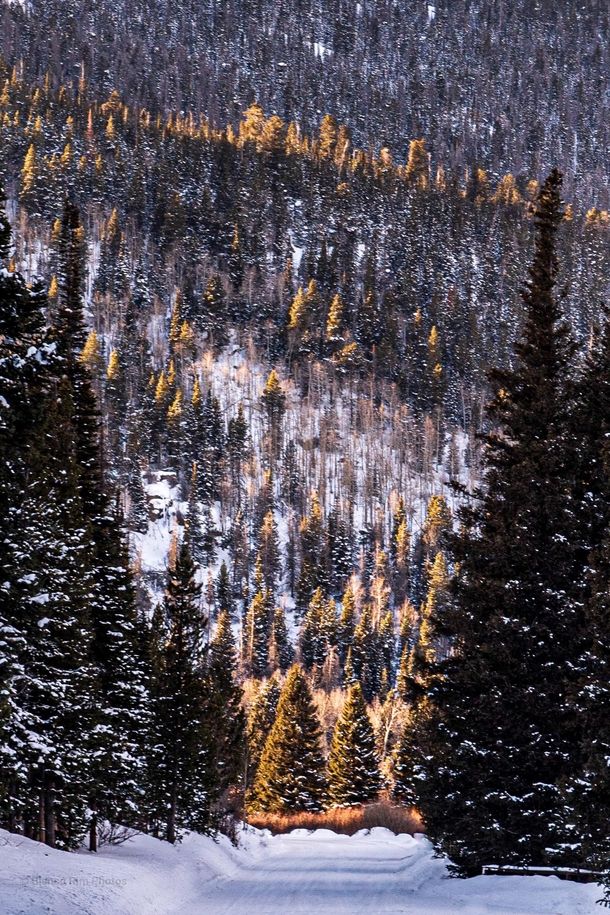 Last light illuminating the evergreens in Rocky Mountain National Park Colorado    