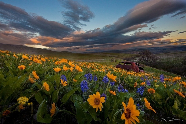 Last ride on a bed of wildflowers in Columbia Hills WA 