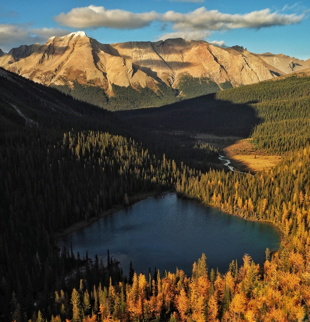 Late fall in the Canadian Rockies set the larch trees aglow in the Banff Wilderness 