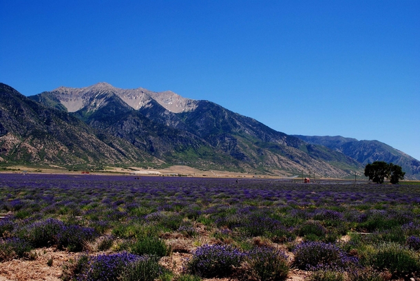 Lavender Fields of Utah 