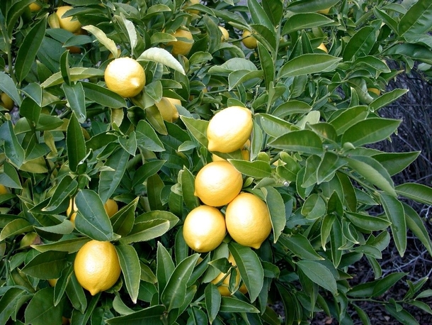 Lemons Citrus limon photo by Allen T Chang 