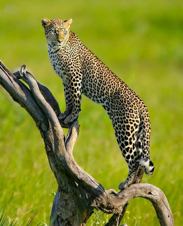 Leopard  Panthera Pardus  Maasai Mara Game Reserve