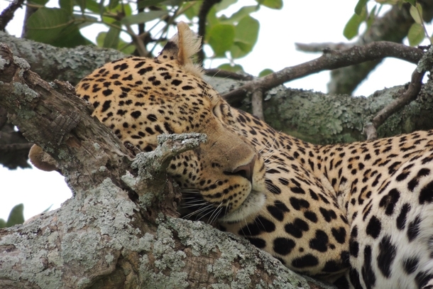 Leopard Panthera pardus sleeping in a tree Serengeti NP Tanzania 