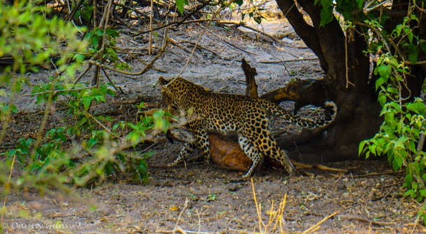 Leopard Panthera pardus with kill 