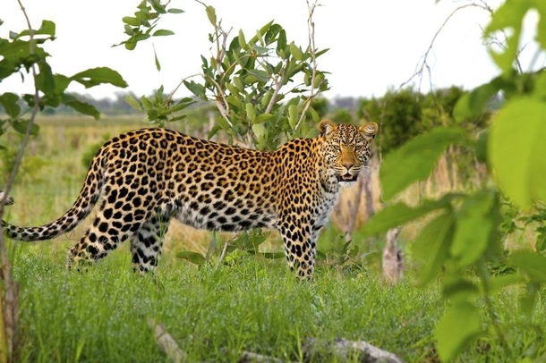 Leopard picture from the Okavango Delta
