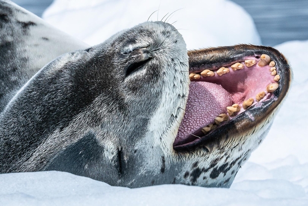 Leopard seal stretching in the sun on an Antarctic iceberg 