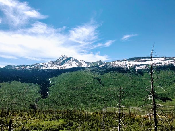 Life begins anew after a forest fire in Glacier National Park 