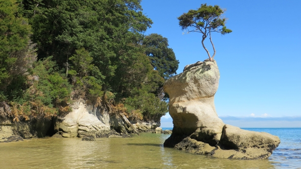 Life uh finds a way in Abel Tasman National Park New Zealand 