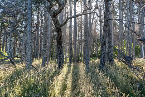 Light streaming through a dying pine forest in Mendocino CA 