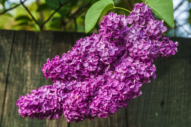 Lilac Syringa vulgaris 