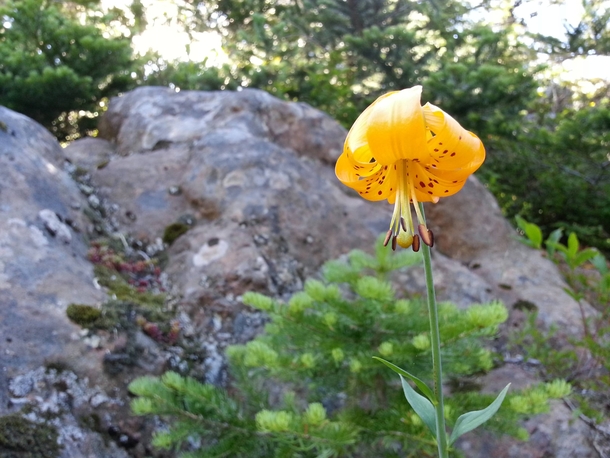 Lilium pardalinum ssp wigginsii Wiggins Lily - Olympic National Forest WA 