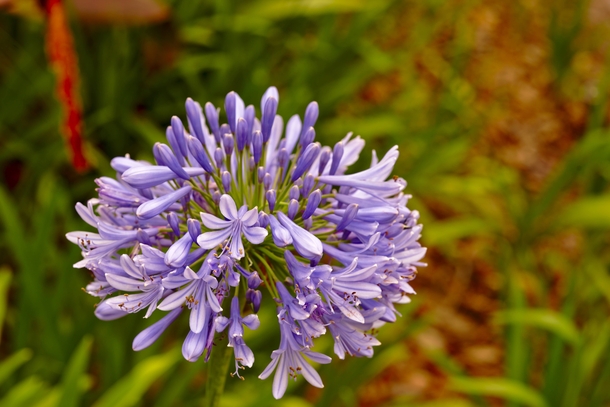 Lily of the Nile  African Lily  Agapanthus praecox  Orlando Florida