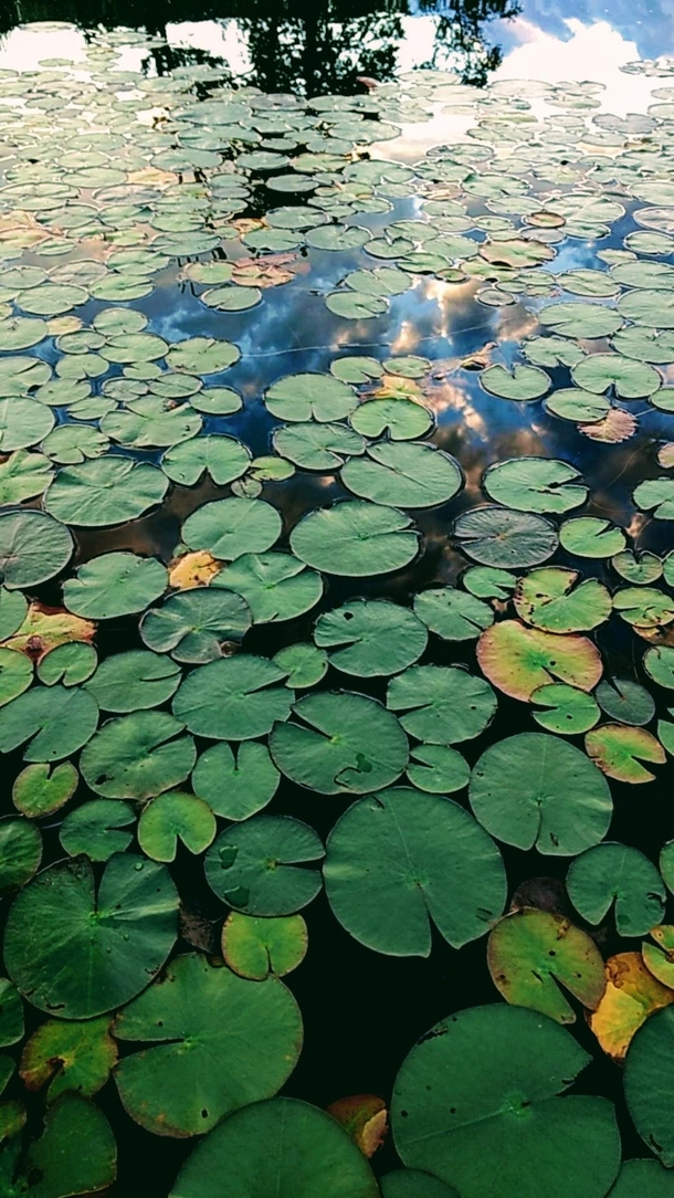 Lily Pads are natures curtain to what lies below 