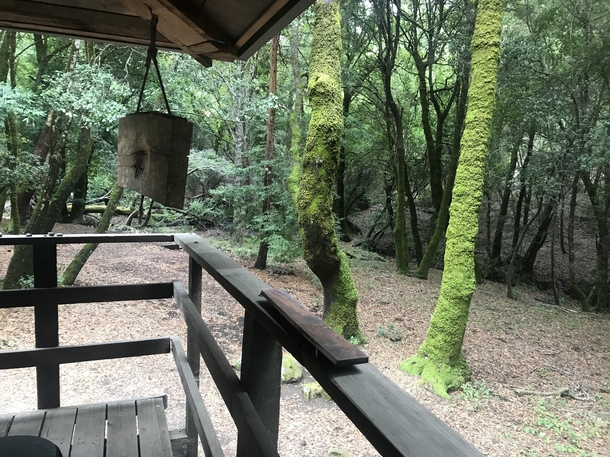 Lime green moss on trees outside a zen meditation retreat 