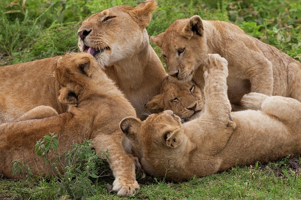 Lion And Cubs Playing In The Serengeti