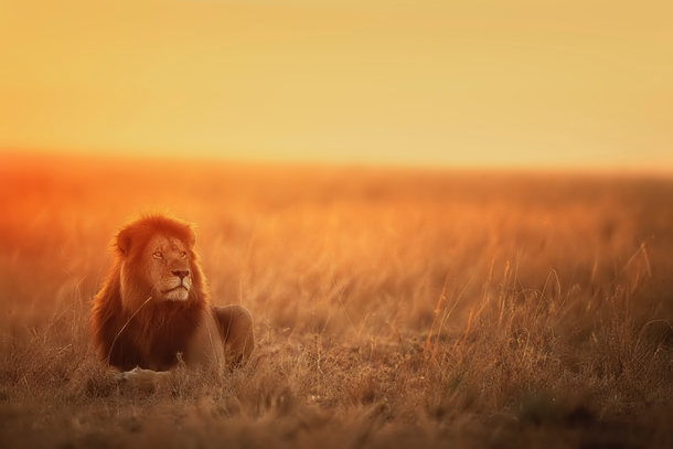 Lion at sunset in the Serengetti Photo credit to Keyur Nandaniya