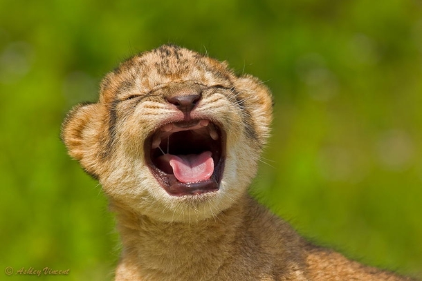 Lion cub roaring practice Panthera leo 