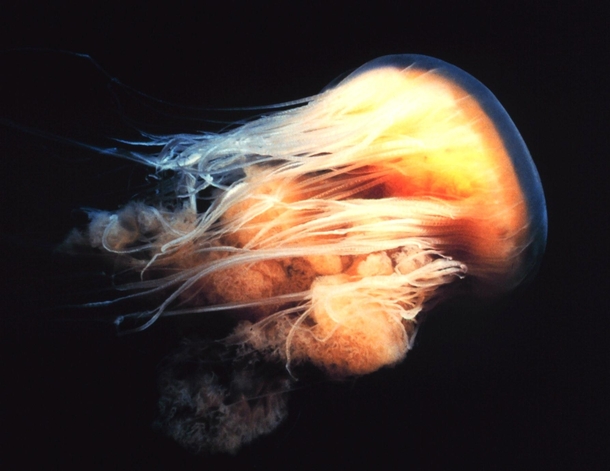 Lion Mane jellyfish Monterey Bay marine sanctuary