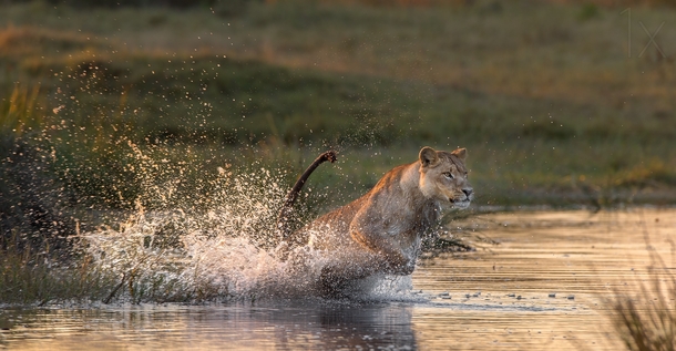 Lion Splash by Brendon Cremer 