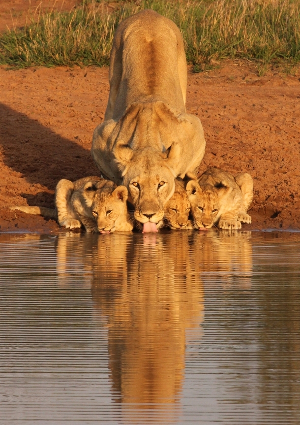Lioness and cubs drinking x-post rpics 