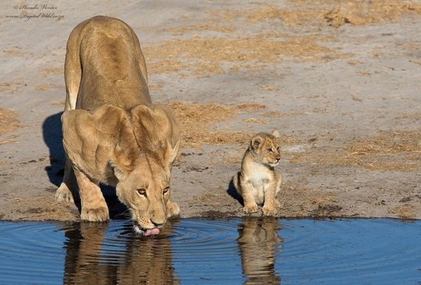 Lioness and her cub drinking water in Botswana 
