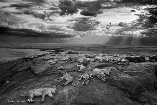 LionsPanthera leo lie at rest with their cubs on a kopje - by Michael Nichols 