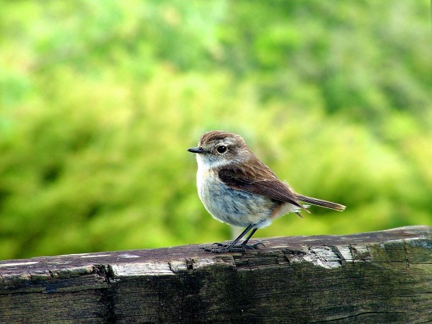 Little bird waiting for breadcrumbs - 