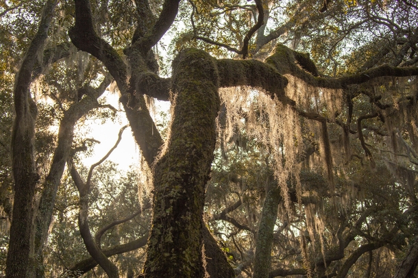 Live Oak Trees Covered in Spanish Moss 