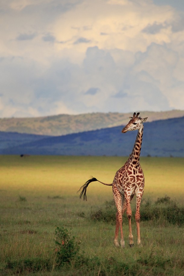 Lone giraffe and an otherwise empty African plane illuminated by the late afternoon light 