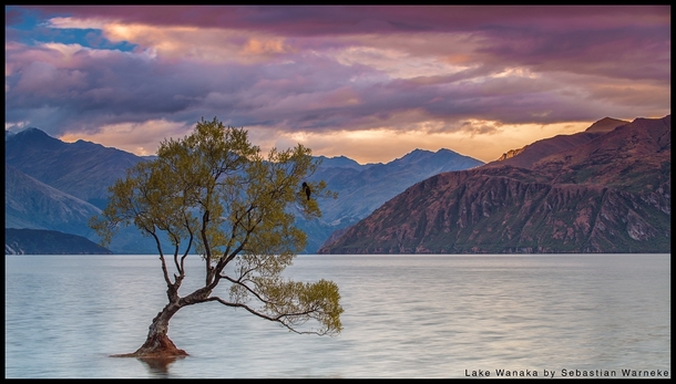 Lone Sunset - a lonely tree partially submerged in Lake Wanaka New Zealand  photo by Sebastian Warneke