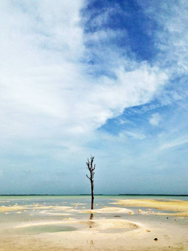 Lone tree at low tide The Bahamas 