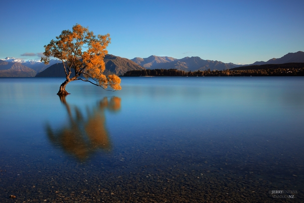 Lone tree in Lake Wanaka NZ  by Jerry Enerva 