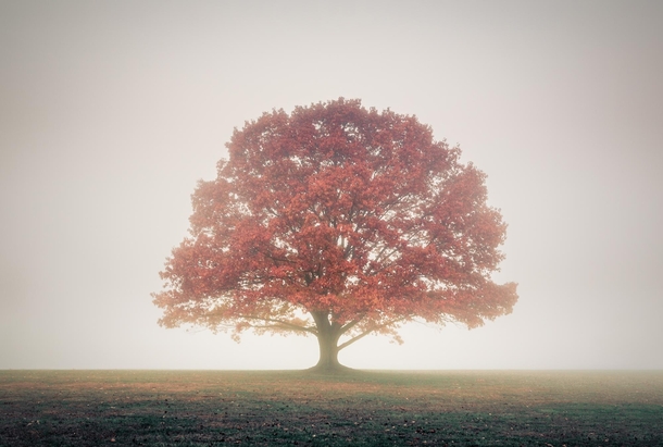 Lone tree in the void of the fog - Somerset County NJ 