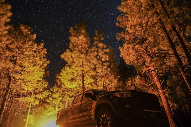Long exposure stars peeking through pine trees 