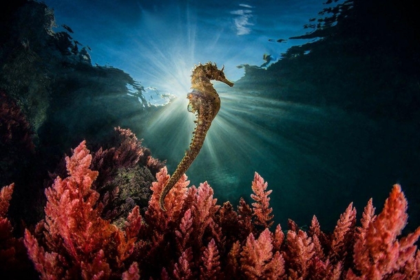 Long-snouted seahorse Hippocampus guttulatus Mediterranean Sea off SantAgnello winner of the SINWP Best of Nature competition   Marco Gargiulo