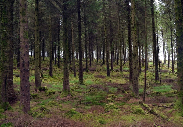 Lost in a Forest Co Wicklow Ireland 