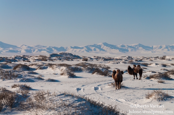 Lost in the Gobi Desert Mongolia 
