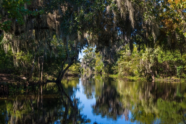 Louisiana Swamp near Jean Lafitte LA 